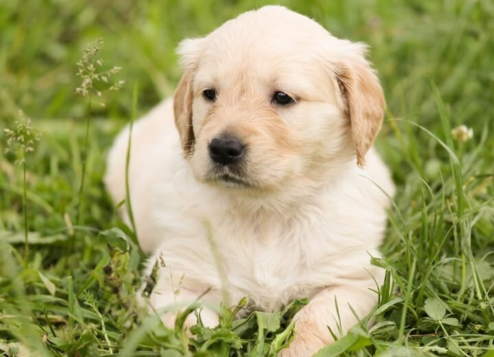 Healthy Pets,